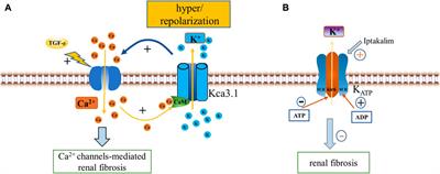 Ion channels as a therapeutic target for renal fibrosis